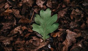 Preview wallpaper leaf, leaves, green, dry, autumn
