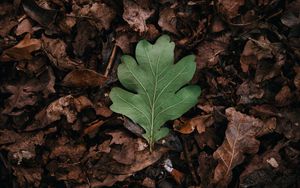 Preview wallpaper leaf, leaves, green, dry, autumn