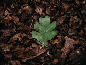 Preview wallpaper leaf, leaves, green, dry, autumn