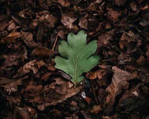 Preview wallpaper leaf, leaves, green, dry, autumn