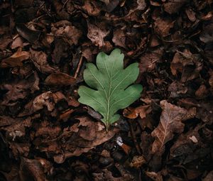 Preview wallpaper leaf, leaves, green, dry, autumn