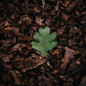 Preview wallpaper leaf, leaves, green, dry, autumn