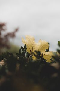Preview wallpaper leaf, leaves, green, macro, plant
