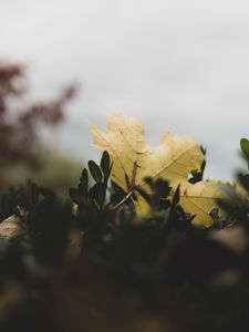 Preview wallpaper leaf, leaves, green, macro, plant