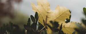 Preview wallpaper leaf, leaves, green, macro, plant