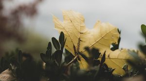 Preview wallpaper leaf, leaves, green, macro, plant