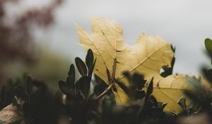 Preview wallpaper leaf, leaves, green, macro, plant