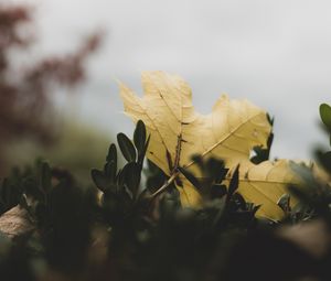 Preview wallpaper leaf, leaves, green, macro, plant