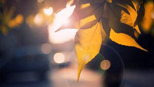 Preview wallpaper leaf, light, branch, autumn