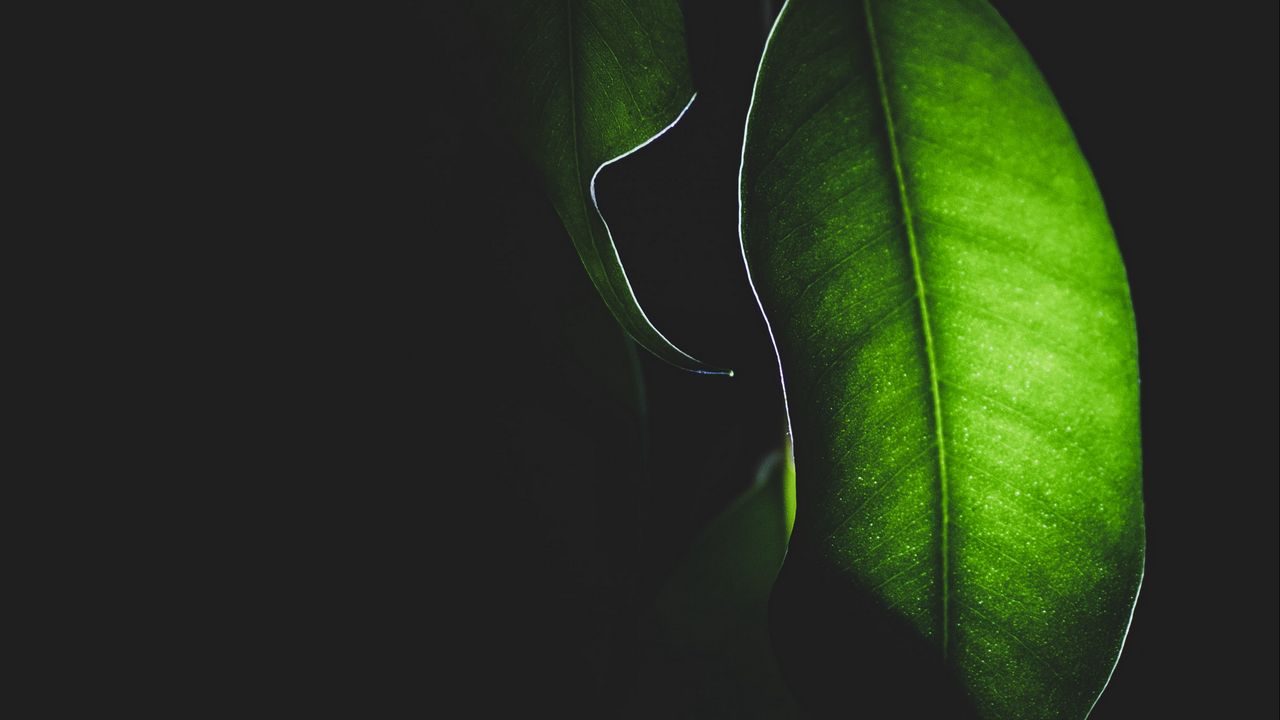 Wallpaper leaf, light, macro, plant, dark