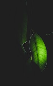 Preview wallpaper leaf, light, macro, plant, dark
