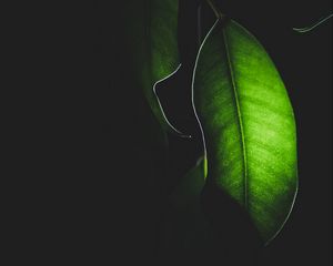 Preview wallpaper leaf, light, macro, plant, dark