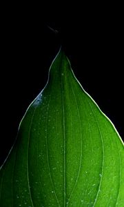 Preview wallpaper leaf, light, macro, green