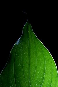 Preview wallpaper leaf, light, macro, green