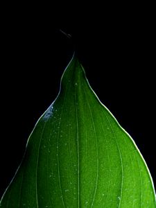 Preview wallpaper leaf, light, macro, green