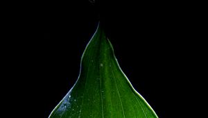 Preview wallpaper leaf, light, macro, green