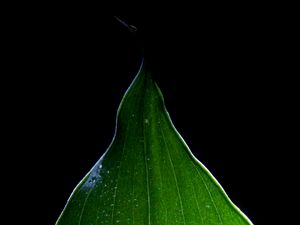 Preview wallpaper leaf, light, macro, green