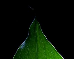 Preview wallpaper leaf, light, macro, green