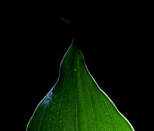 Preview wallpaper leaf, light, macro, green