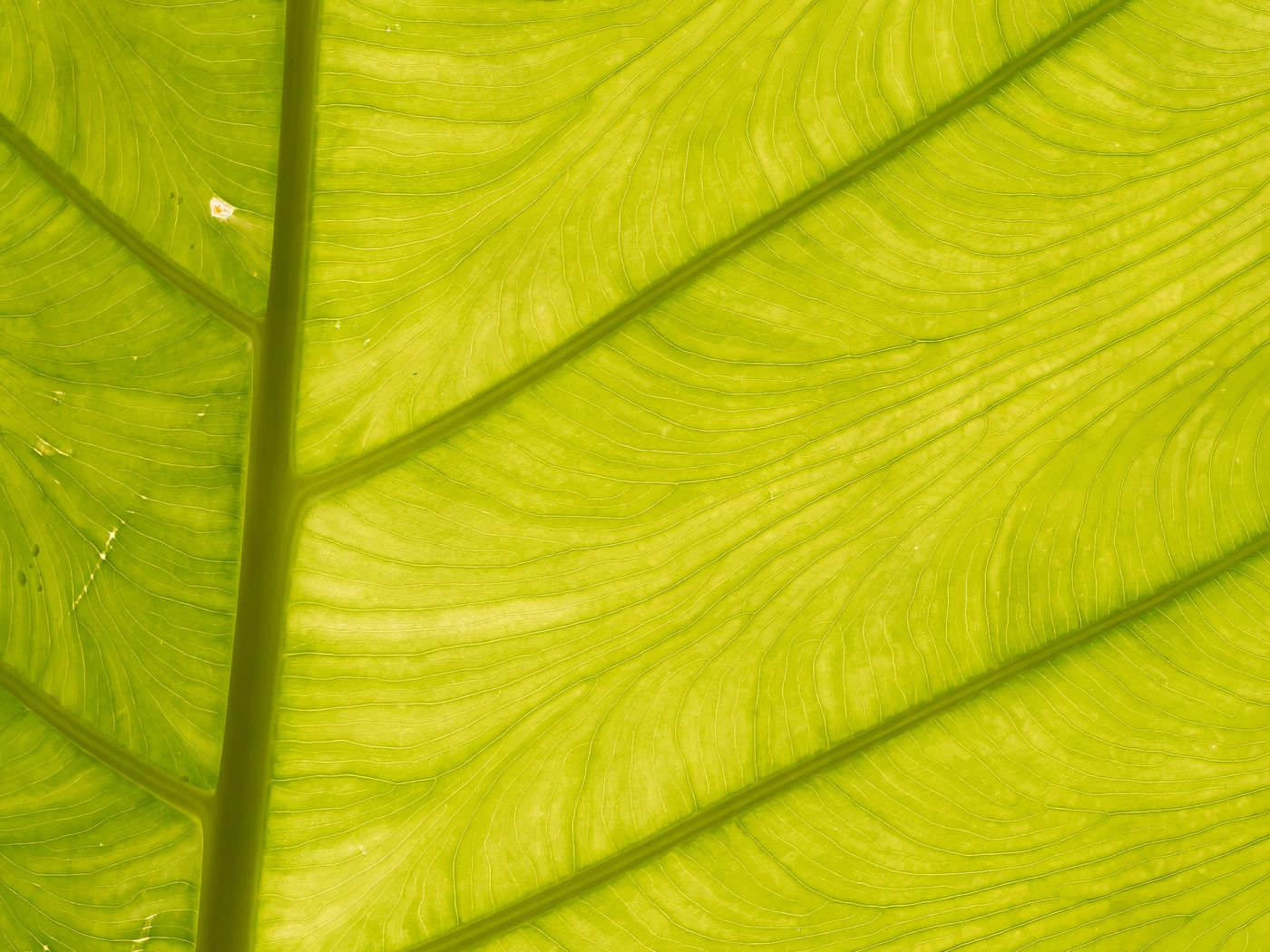 1400x1050 Wallpaper leaf, light, plant, macro, green