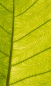 Preview wallpaper leaf, light, plant, macro, green