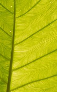 Preview wallpaper leaf, light, plant, macro, green