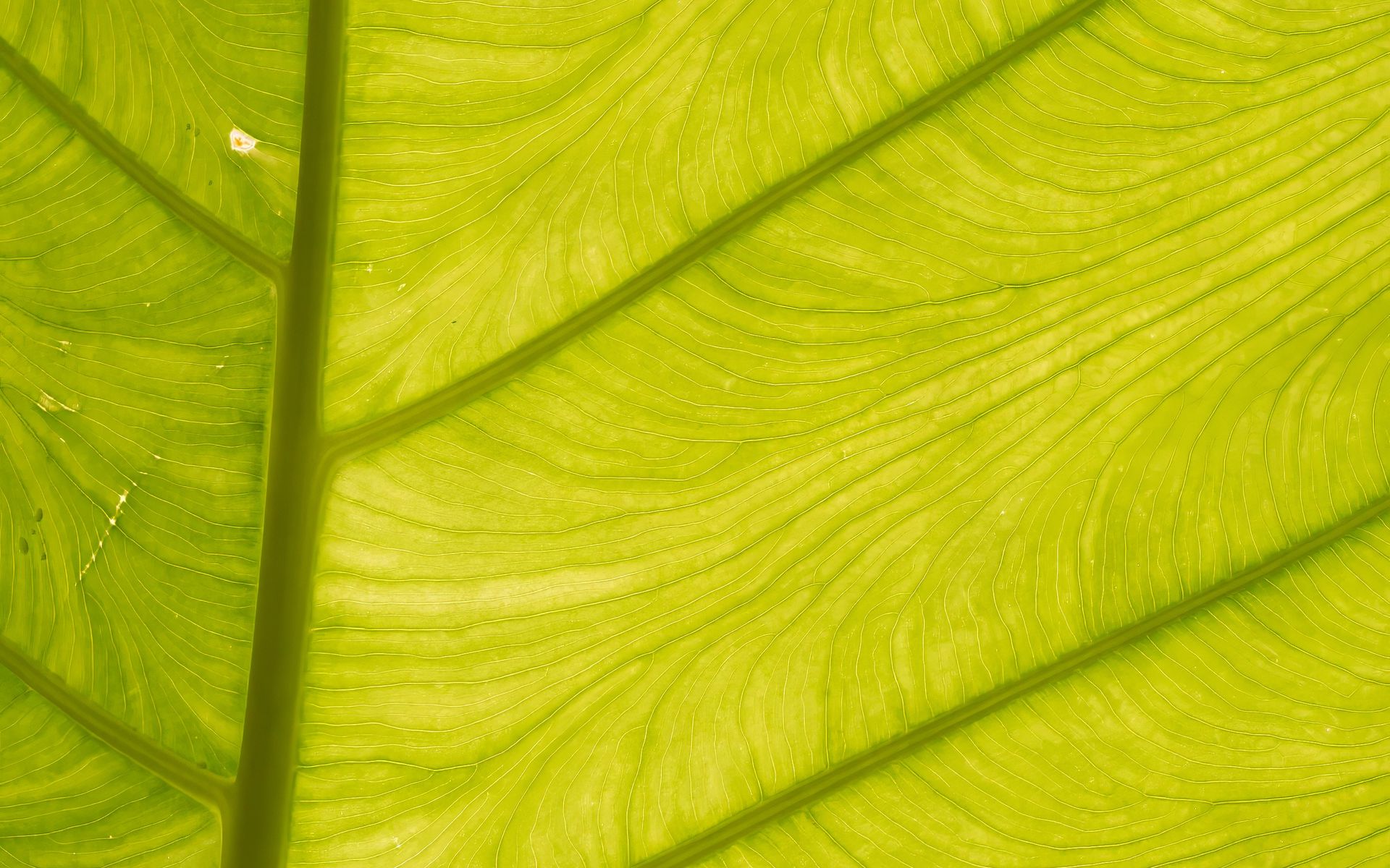 1920x1200 Wallpaper leaf, light, plant, macro, green