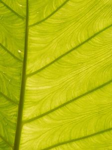 Preview wallpaper leaf, light, plant, macro, green
