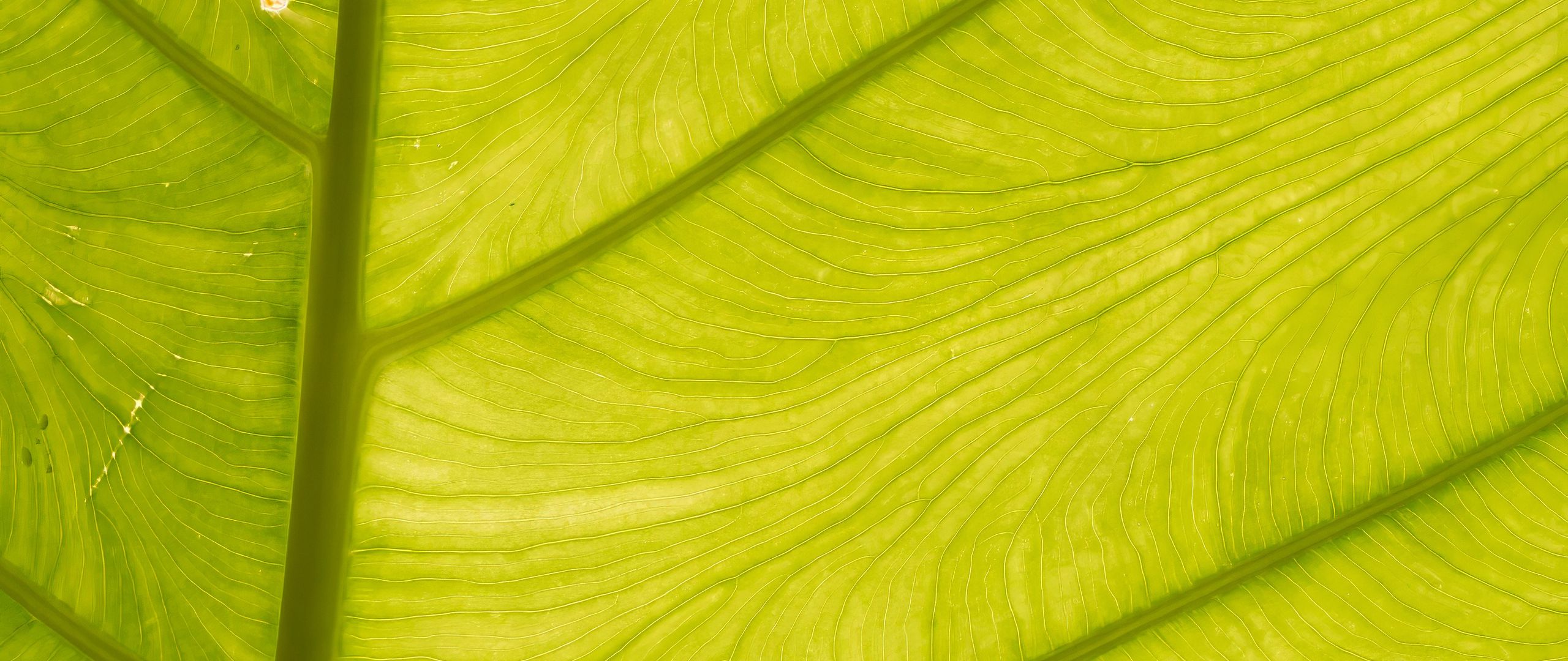 2560x1080 Wallpaper leaf, light, plant, macro, green