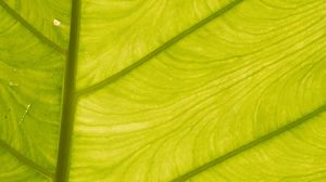 Preview wallpaper leaf, light, plant, macro, green