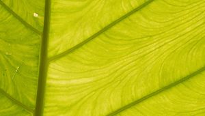 Preview wallpaper leaf, light, plant, macro, green