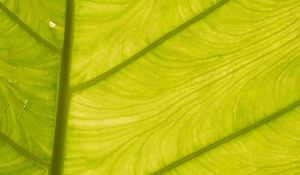 Preview wallpaper leaf, light, plant, macro, green