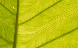 Preview wallpaper leaf, light, plant, macro, green