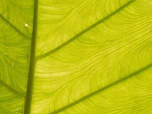 Preview wallpaper leaf, light, plant, macro, green