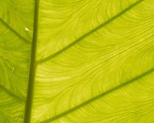 Preview wallpaper leaf, light, plant, macro, green