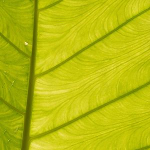 Preview wallpaper leaf, light, plant, macro, green