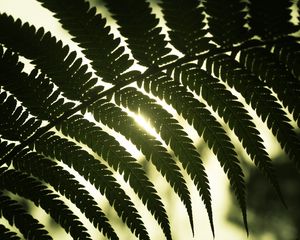 Preview wallpaper leaf, light, shadow