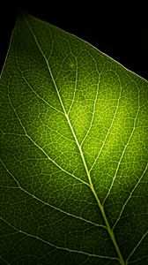 Preview wallpaper leaf, light, veins, macro, green