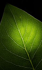 Preview wallpaper leaf, light, veins, macro, green