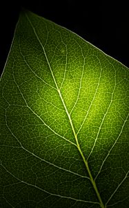 Preview wallpaper leaf, light, veins, macro, green