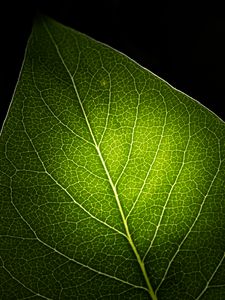 Preview wallpaper leaf, light, veins, macro, green