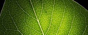 Preview wallpaper leaf, light, veins, macro, green