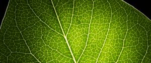 Preview wallpaper leaf, light, veins, macro, green