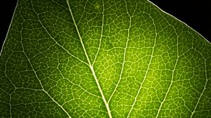 Preview wallpaper leaf, light, veins, macro, green