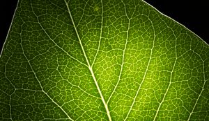 Preview wallpaper leaf, light, veins, macro, green