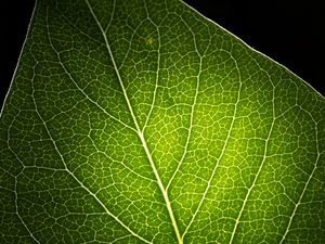 Preview wallpaper leaf, light, veins, macro, green