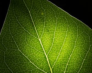 Preview wallpaper leaf, light, veins, macro, green