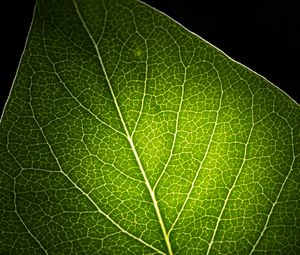 Preview wallpaper leaf, light, veins, macro, green