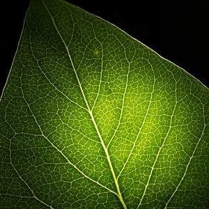 Preview wallpaper leaf, light, veins, macro, green