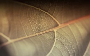 Preview wallpaper leaf, line, surface, plant